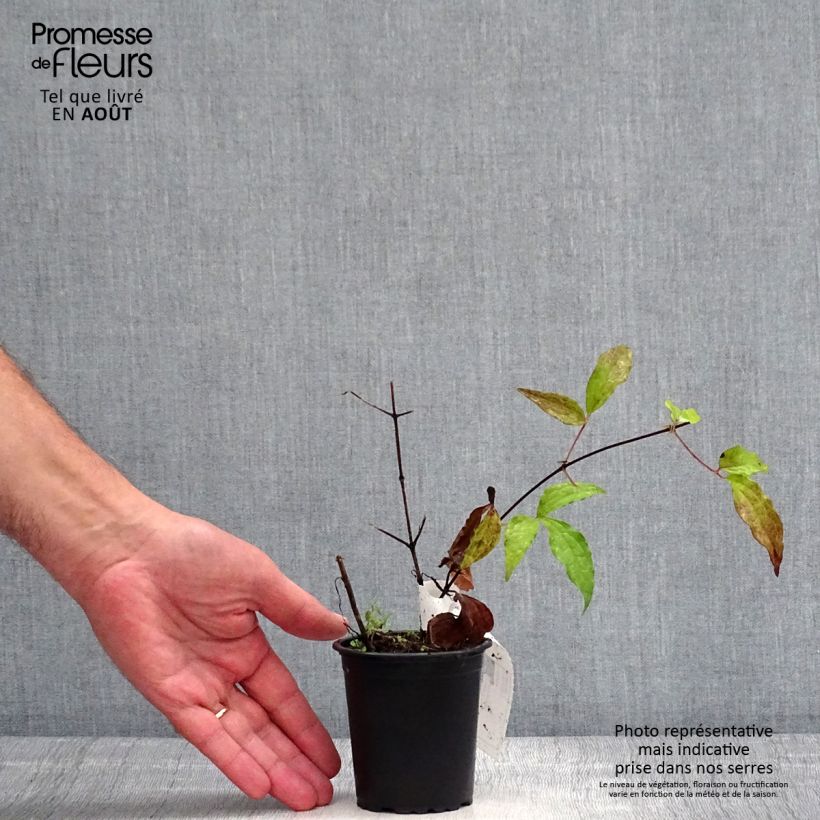 Exemplar von Waldrebe Proteus - Clematis Kleine Töpfe von 8/9 cm wie im Sommer geliefert