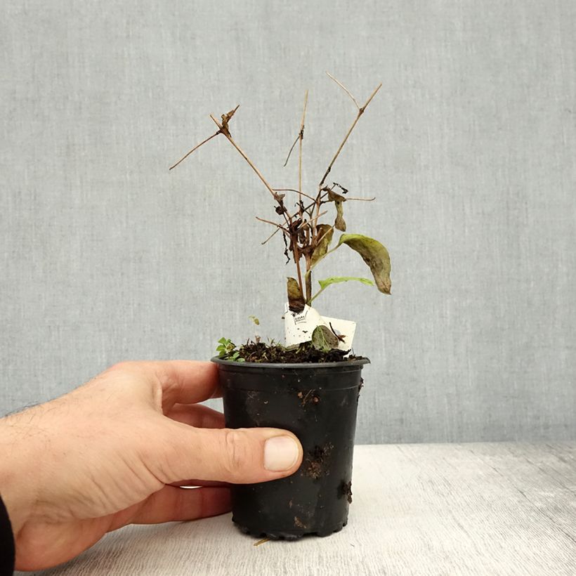 Exemplar von Waldrebe Rasputin - Clematis Kleine Töpfe von 8/9 cm wie im Herbst geliefert