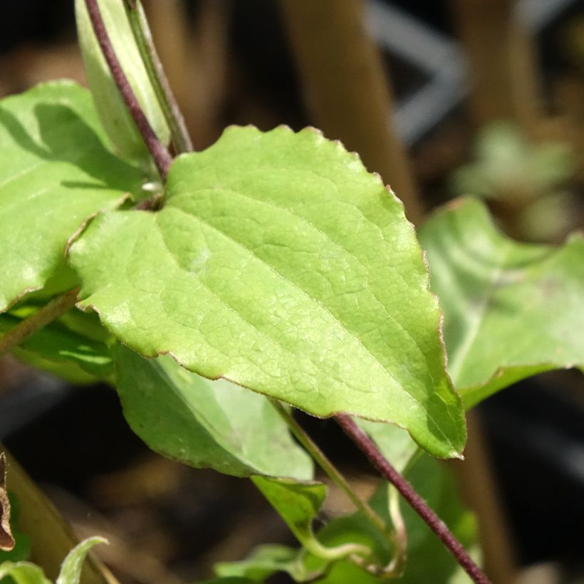Waldrebe Rebecca - Clematis (Laub)