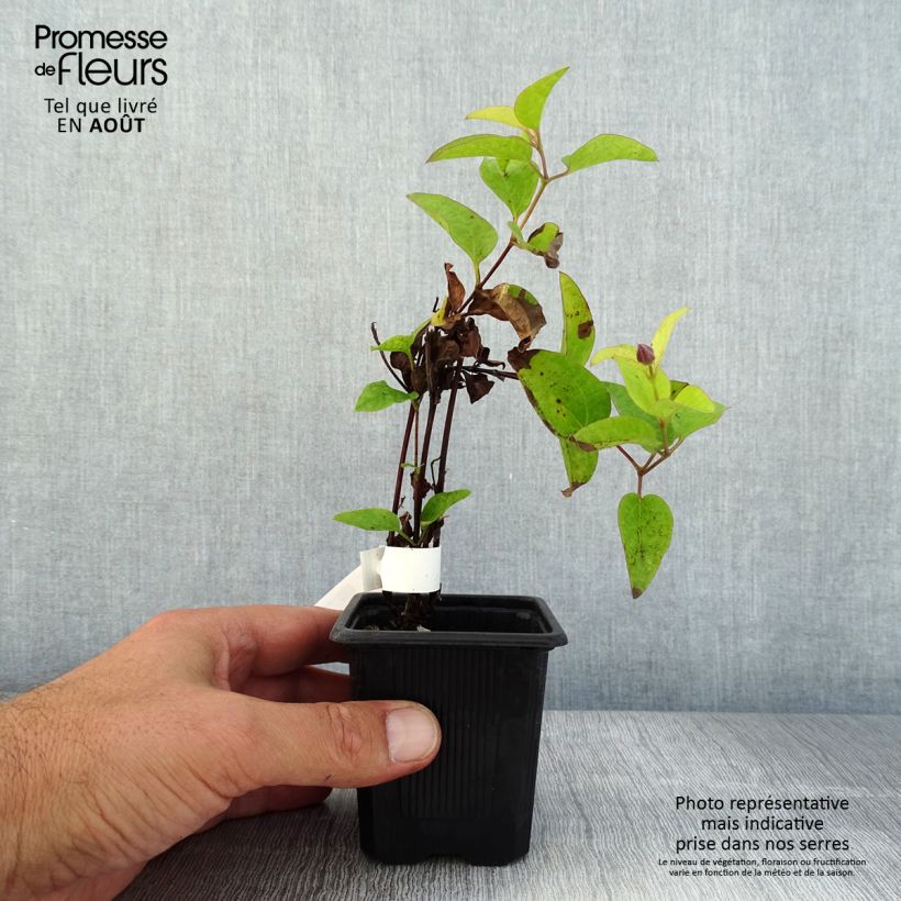 Exemplar von Waldrebe Saphyra Estrella - Clematis Kleine Töpfe von 8/9 cm wie im Sommer geliefert