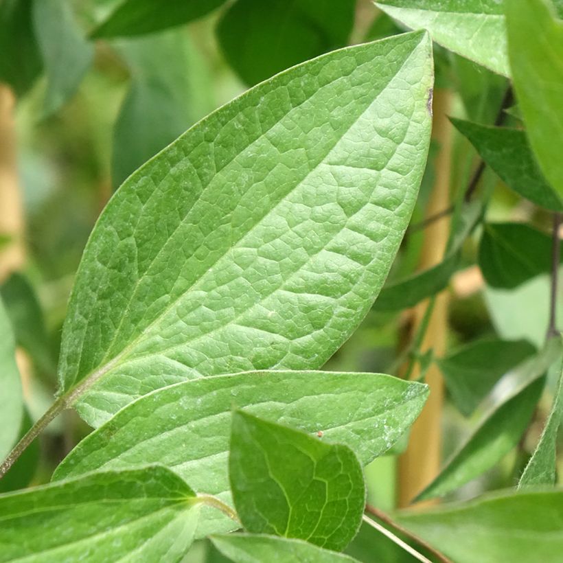 Waldrebe Saphyra - Clematis (Laub)