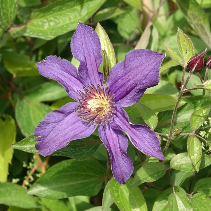 Waldrebe Saphyra - Clematis (Blüte)