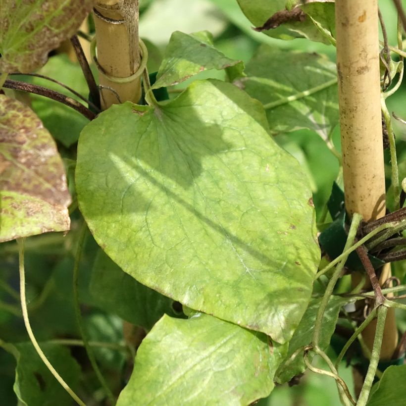 Waldrebe Solidarnosc - Clematis (Laub)