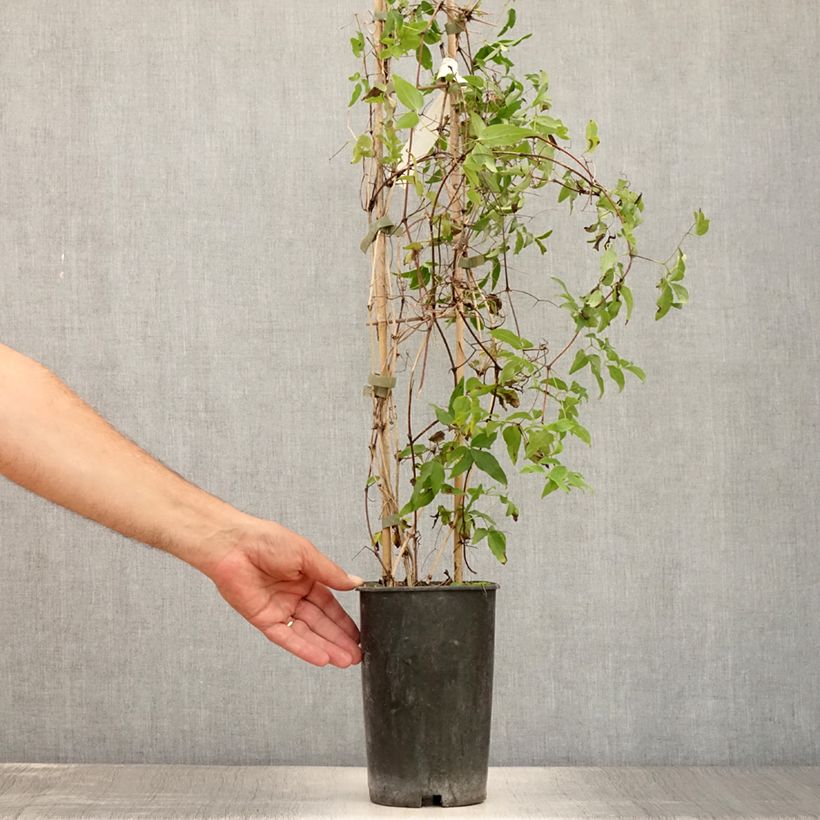 Exemplar von Waldrebe Sugar Sweet - Clematis Topf mit 2L/3L wie im Sommer geliefert
