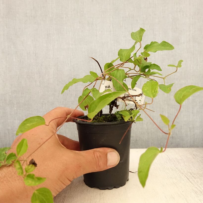 Exemplar von Waldrebe Sunset - Clematis Kleine Töpfe von 8/9 cm wie im Sommer geliefert