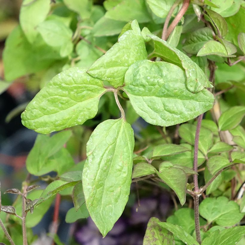 Clematis viticella Super Nova - Waldrebe (Laub)