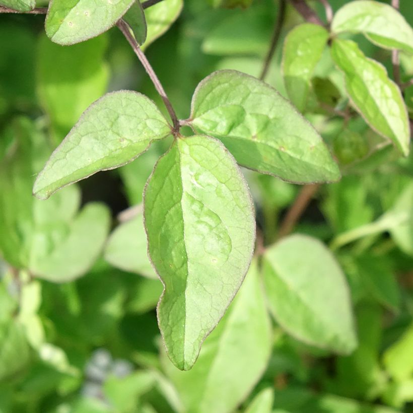 Waldrebe Supernight - Clematis (Laub)