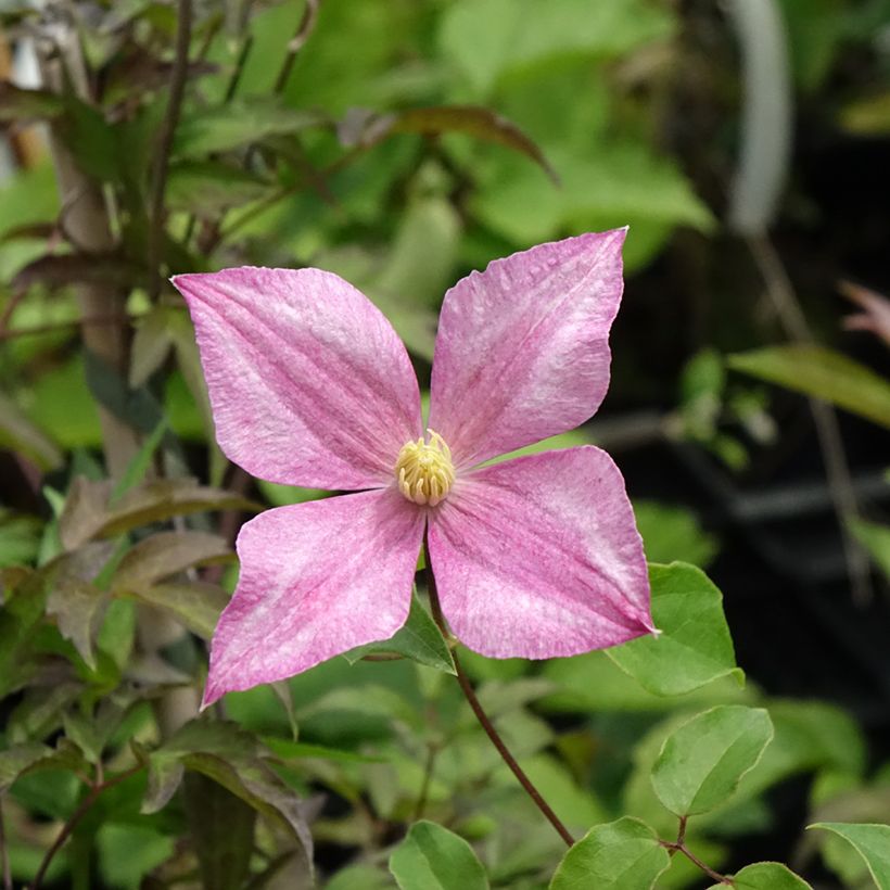 Clematis tangutica Grace - Gold-Waldrebe (Blüte)