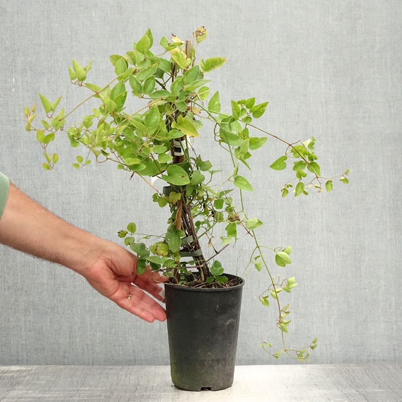 Exemplar von Clematis flammula terniflora - Waldrebe Topf mit 2L/3L wie im Sommer geliefert