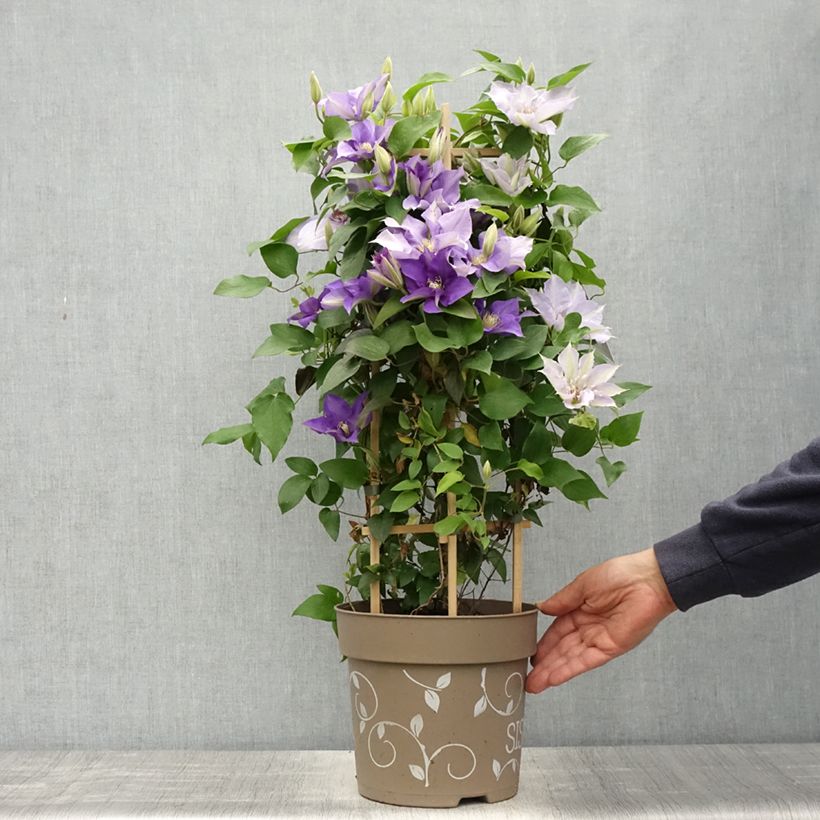 Exemplar von Waldrebe Mix Blue - Clematis Topf mit 6L/7LGelieferte Höhe ca. 60/80cm wie im Frühjahr geliefert