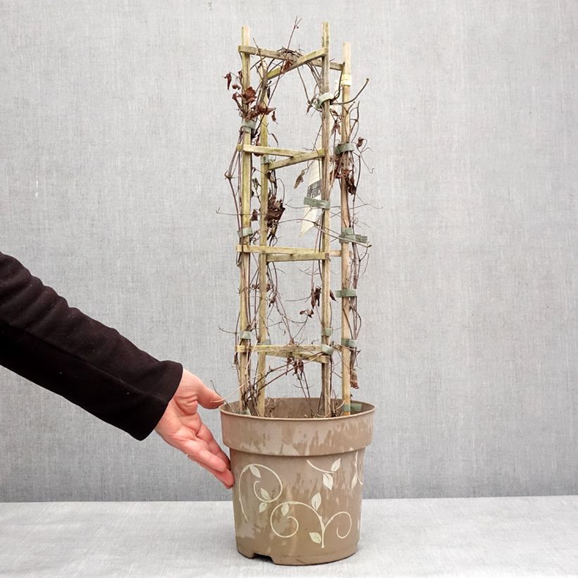 Exemplar von Waldrebe Mix - Clematis Topf mit 6L/7L wie im Winter geliefert