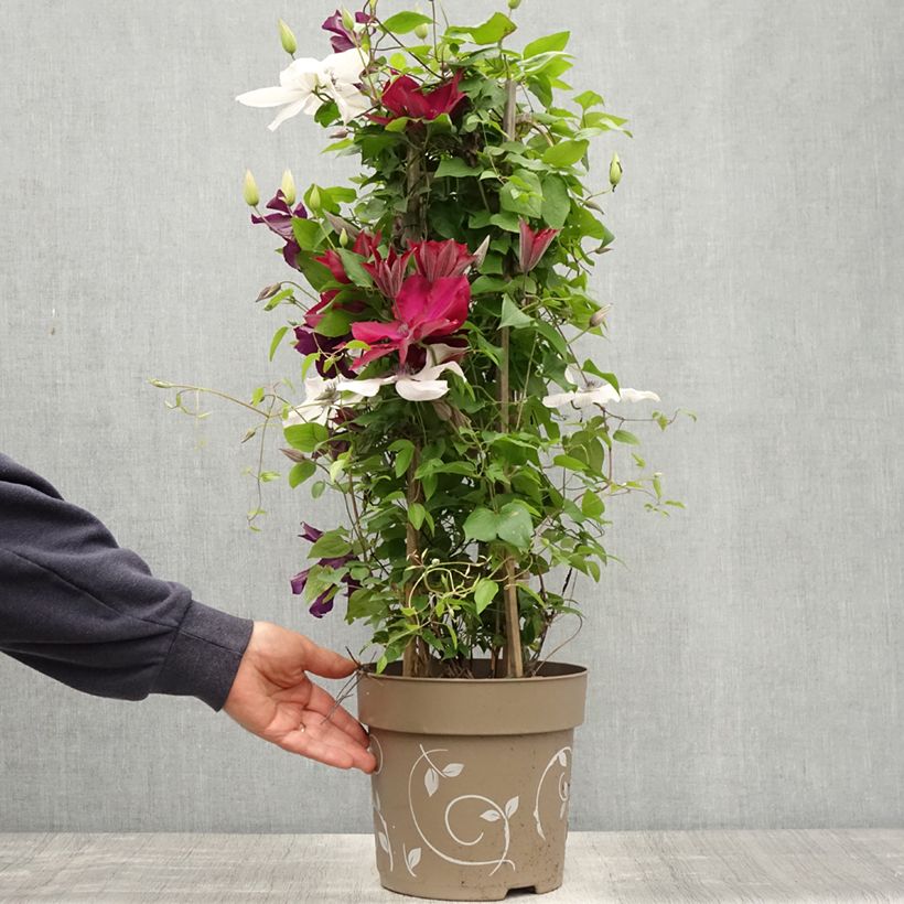Exemplar von Waldrebe Mix Red - Clematis Topf mit 6L/7LGelieferte Höhe ca. 60/80cm wie im Frühjahr geliefert