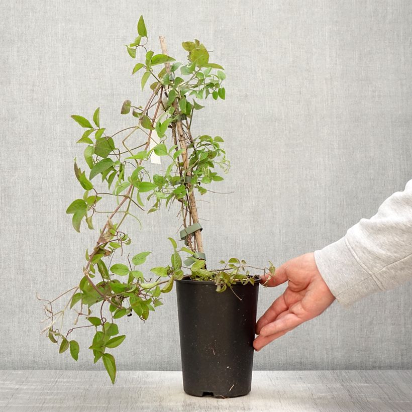 Exemplar von Clematis jackmanii Trikatrei - Waldrebe Topf mit 2L/3L wie im Frühjahr geliefert