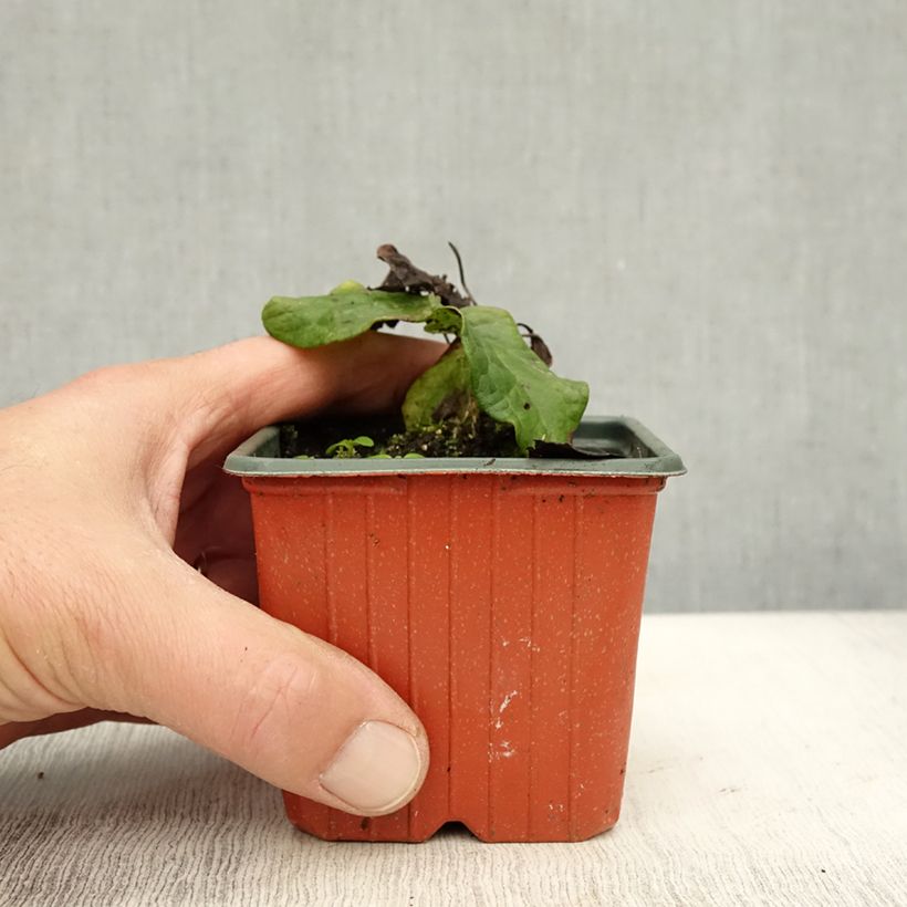 Exemplar von Waldrebe Ville de Lyon - Clematis Kleine Töpfe von 8/9 cm wie im Herbst geliefert