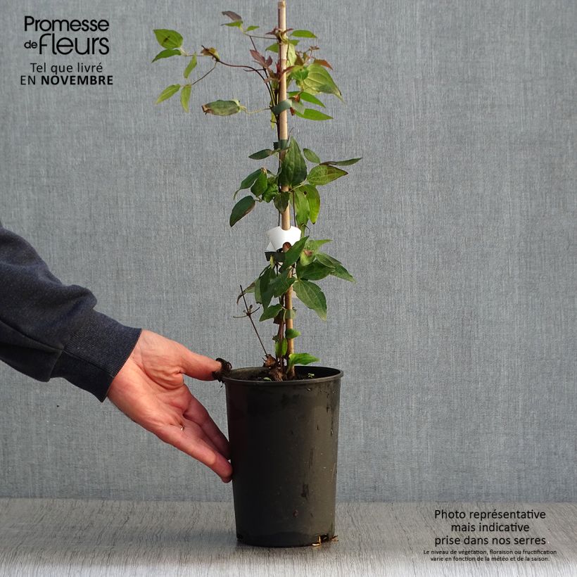 Exemplar von Waldrebe Violet Elisabeth - Clematis Topf mit 2L/3L wie im Herbst geliefert