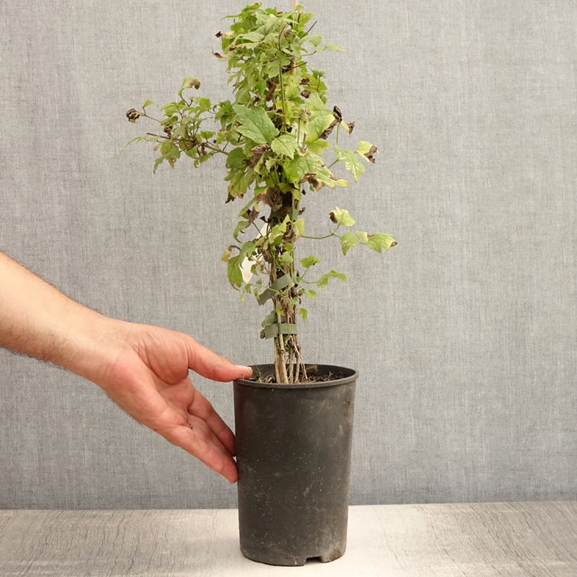 Exemplar von Clematis vitalba - Gewöhnliche Waldrebe Topf mit 2L/3L wie im Sommer geliefert