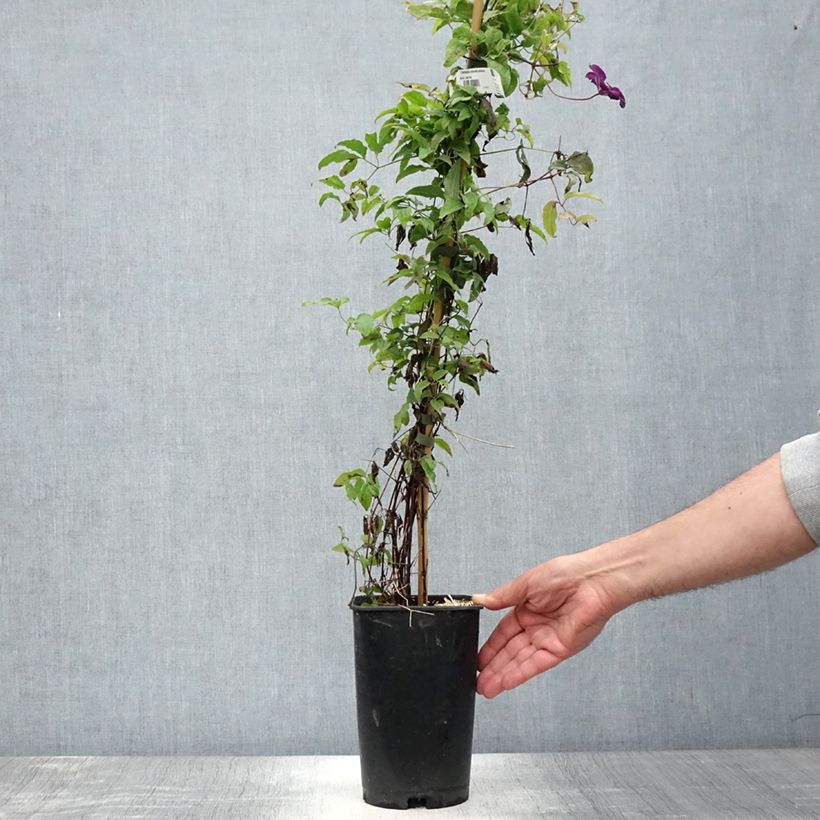Exemplar von Clematis viticella Aotearoa - Waldrebe Topf mit 2L/3L wie im Sommer geliefert