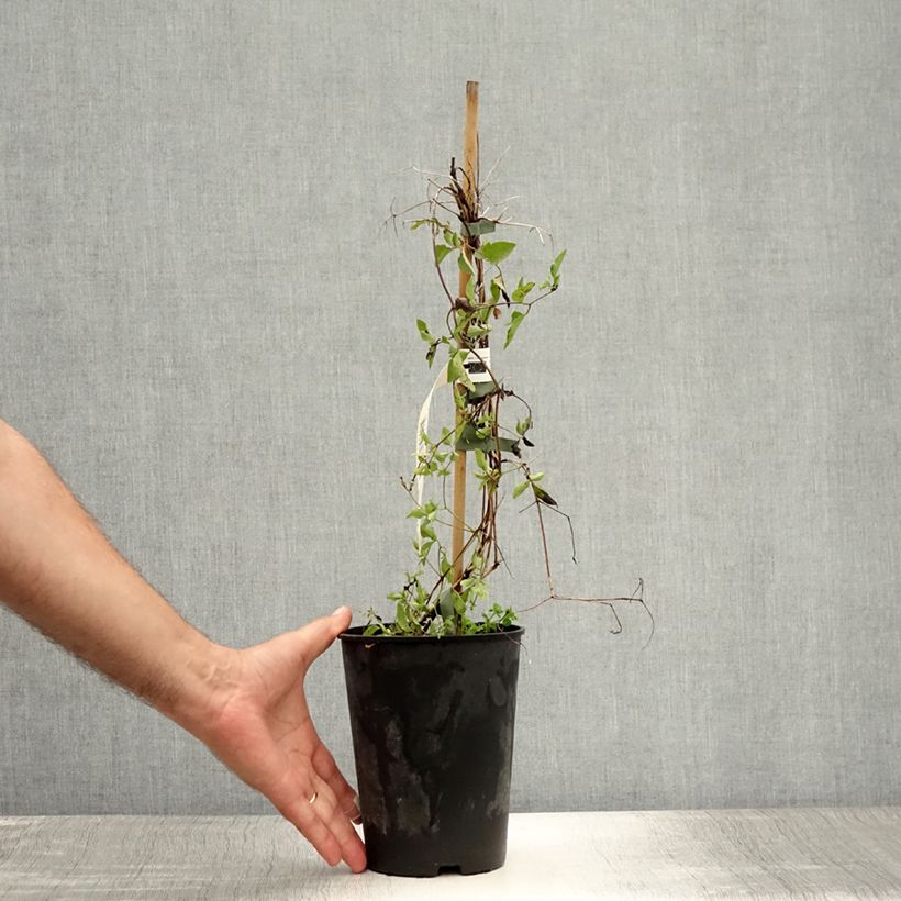 Exemplar von Clematis viticella Caerulea Luxurians - Waldrebe Topf mit 2L/3L wie im Sommer geliefert