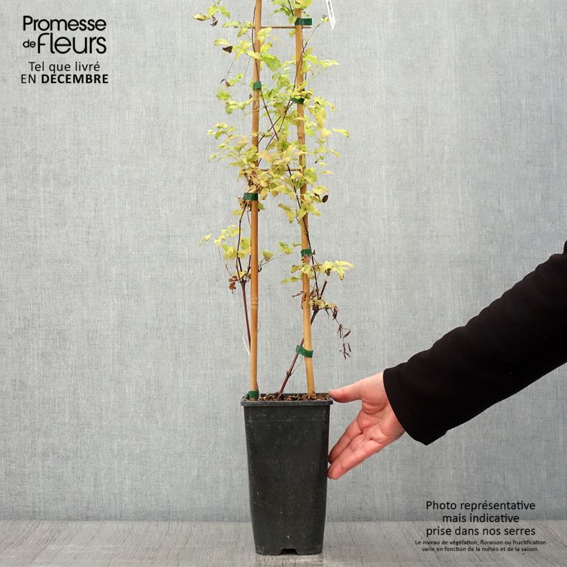 Exemplar von Waldrebe Krakowiak - Clematis Topf mit 3L/4L wie im Herbst geliefert