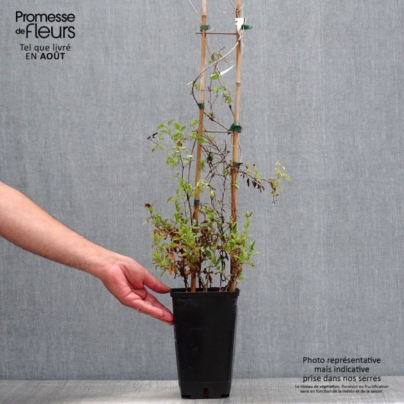 Exemplar von Waldrebe Krakowiak - Clematis Topf mit 3L/4L wie im Sommer geliefert