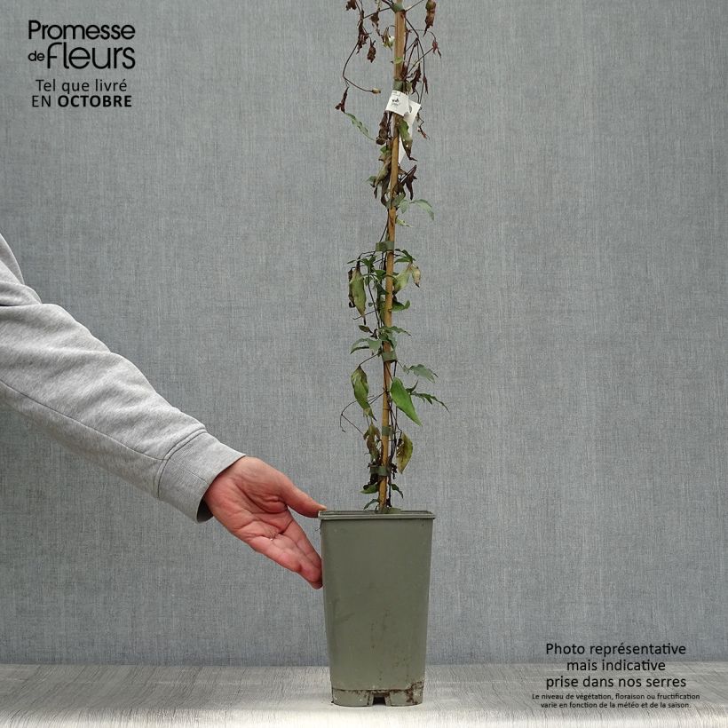 Exemplar von Waldrebe Panther - Clematis Topf mit 2L/3L wie im Herbst geliefert