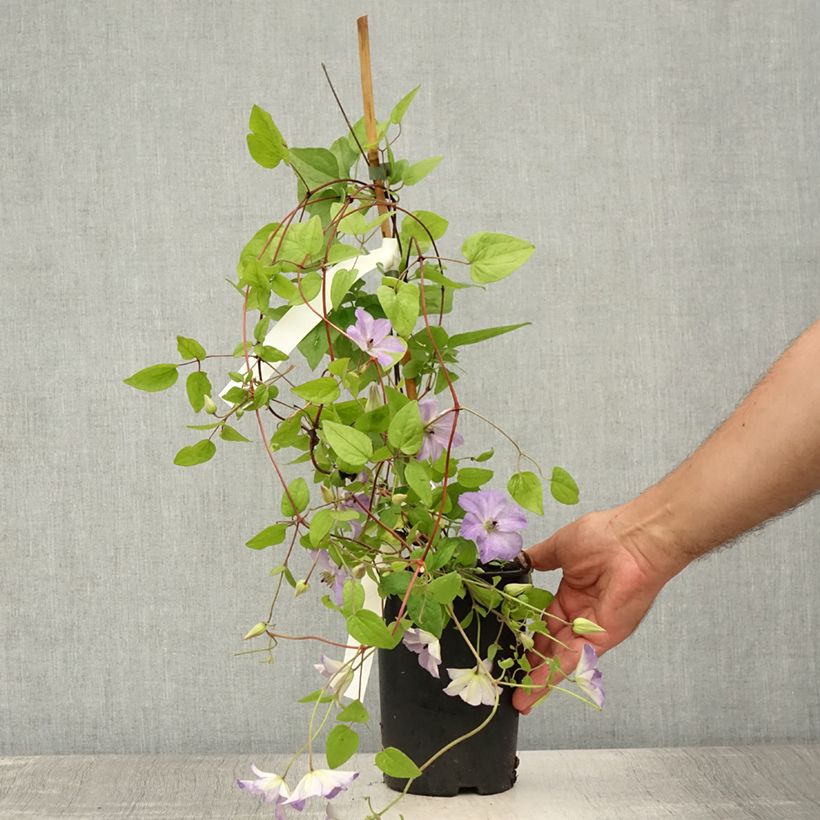 Exemplar von Waldrebe Sea Breeze - Clematis Topf mit 2L/3L wie im Sommer geliefert