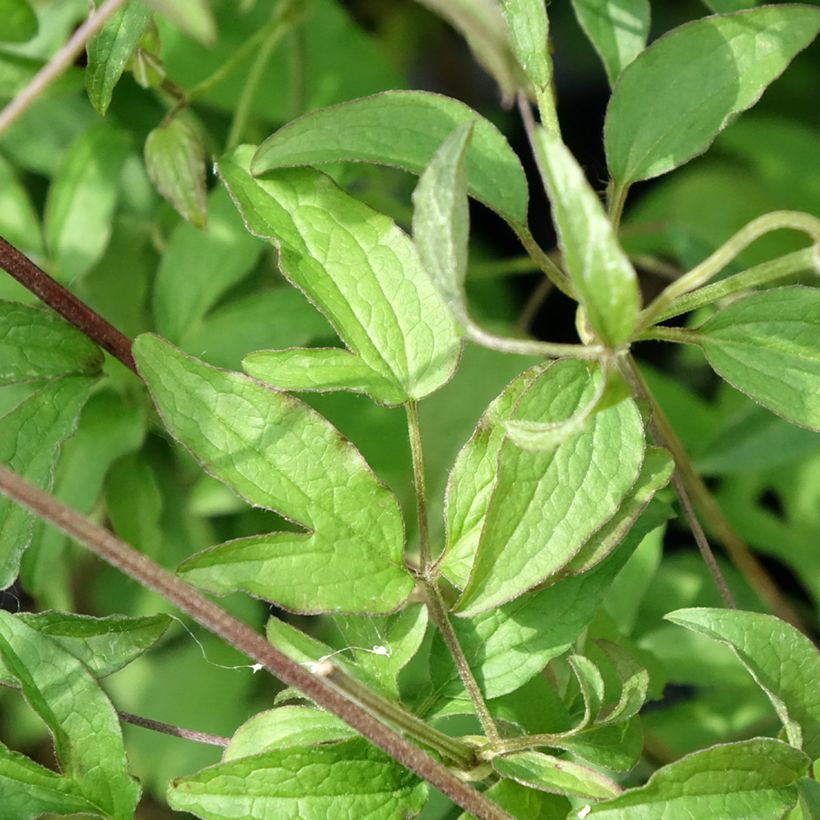 Clematis viticella Sunny Sky - Waldrebe (Laub)