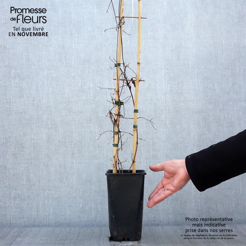 Exemplar von Waldrebe Viva Polonia - Clematis Topf mit 2L/3L wie im Herbst geliefert