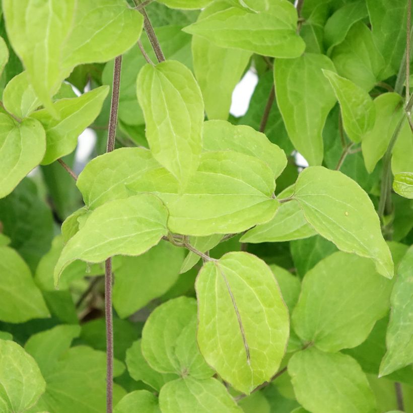 Waldrebe Yukikomachi - Clematis (Laub)