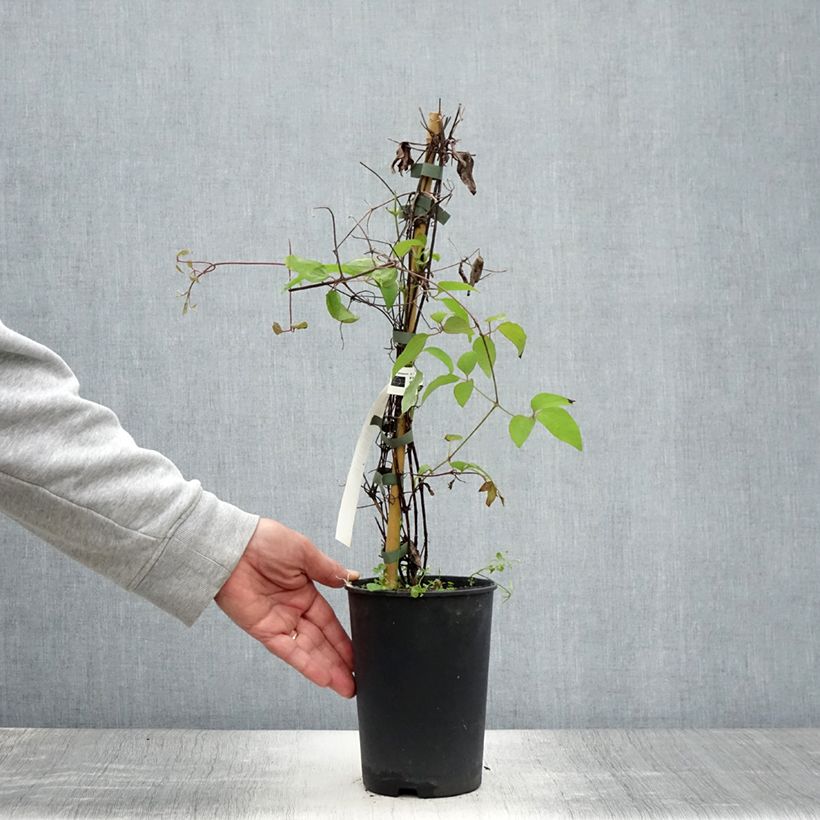 Exemplar von Waldrebe Yukiokoshi - Clematis Topf mit 2L/3L wie im Sommer geliefert