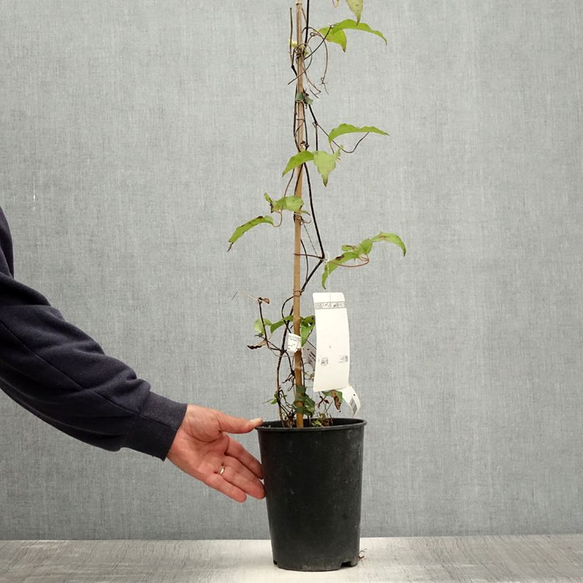 Exemplar von Waldrebe Etoile de Malicorne - Clematis Topf mit 2L/3L wie im Sommer geliefert