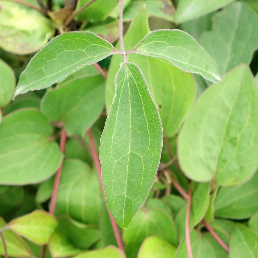 Waldrebe Henryi - Clematis (Laub)