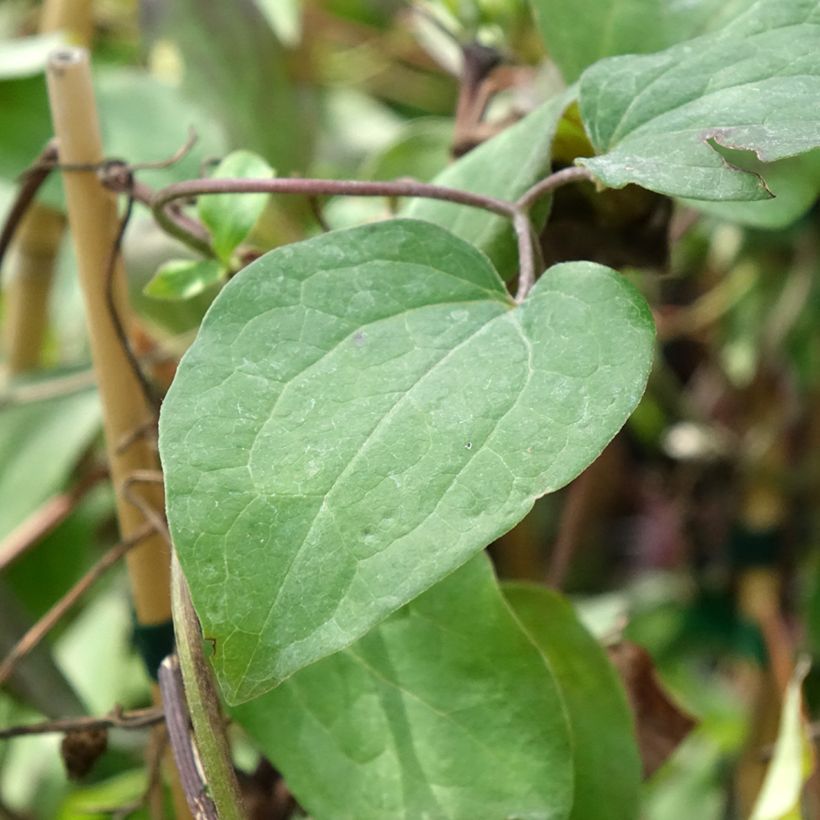 Waldrebe Honora - Clematis (Laub)