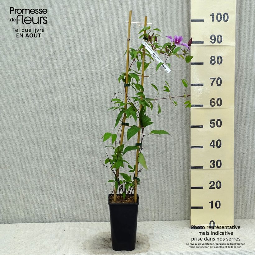 Exemplar von Clematis integrifolia Saphyra Duo Rose - Stauden-Waldrebe Topf mit 2L/3L wie im Sommer geliefert