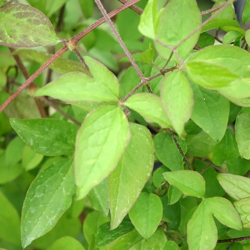 Clematis viticella - Waldrebe (Laub)