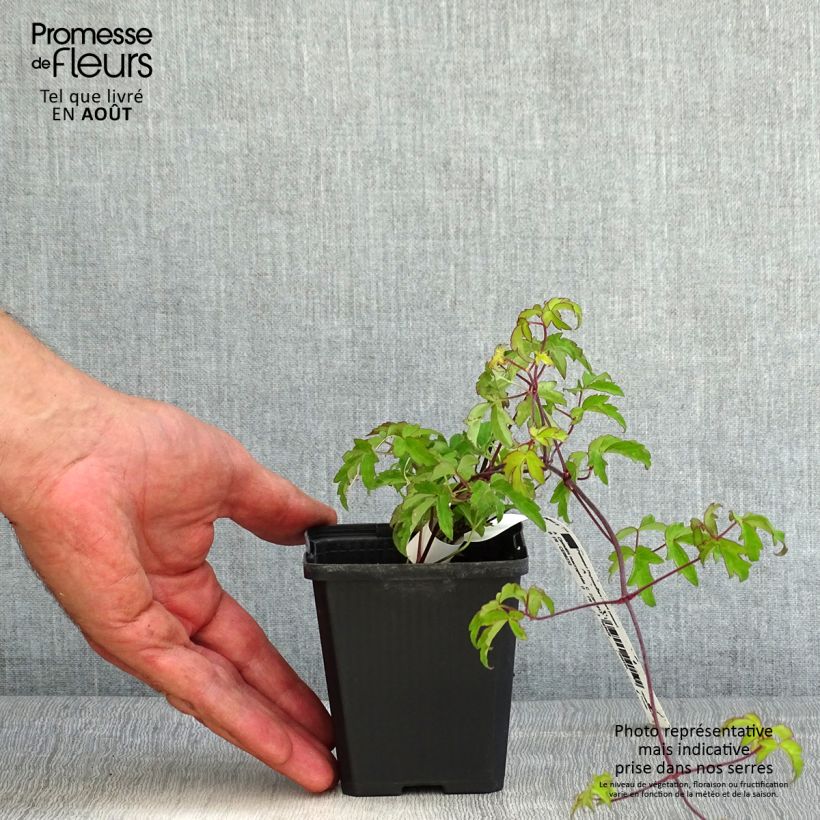 Exemplar von Clematis macropetala - Waldrebe Kleine Töpfe von 8/9 cm wie im Sommer geliefert