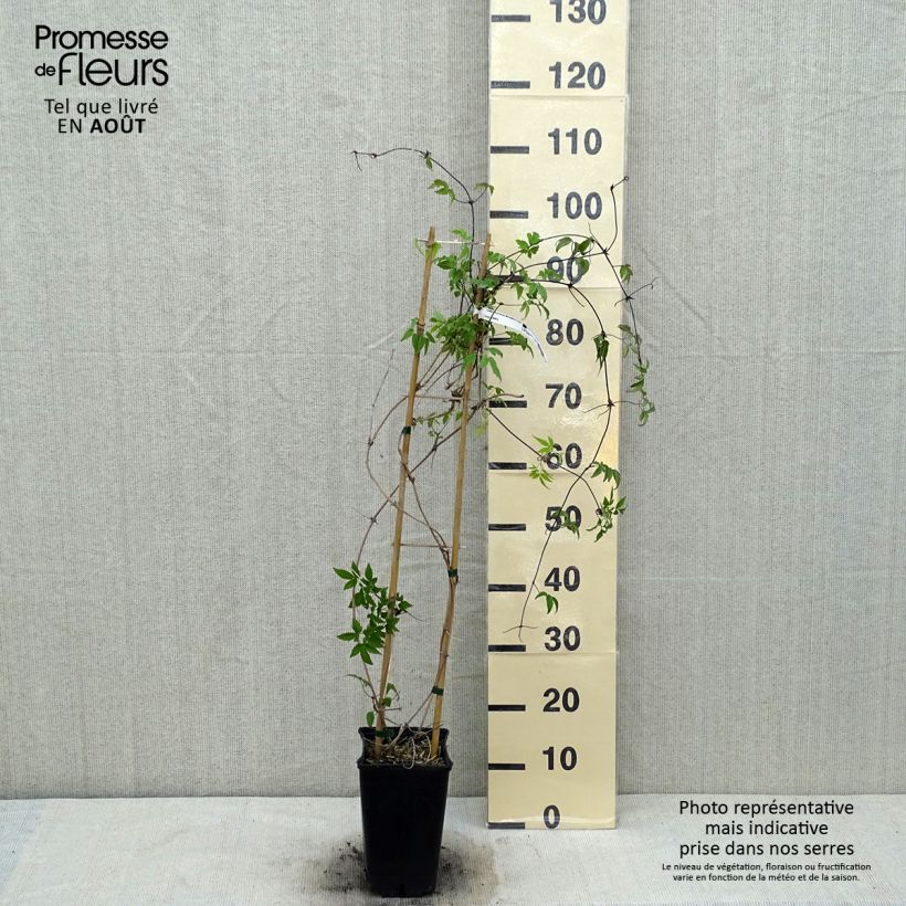 Exemplar von Clematis macropetala - Waldrebe Topf mit 3L/4L wie im Sommer geliefert