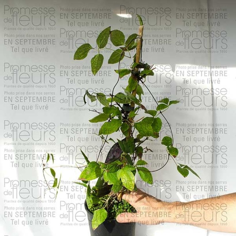 Beispiel eines Exemplars von Waldrebe Parasol - Clematis Topf mit 2L/3LGelieferte Höhe ca. 40/50cm wie geliefert