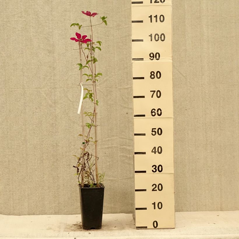 Exemplar von Waldrebe Saphyra Nancy - Clematis Topf mit 2L/3L wie im Sommer geliefert
