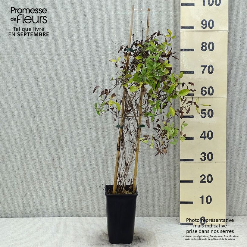 Exemplar von Waldrebe Saphyra Violetta - Clematis Topf mit 2L/3L wie im Sommer geliefert