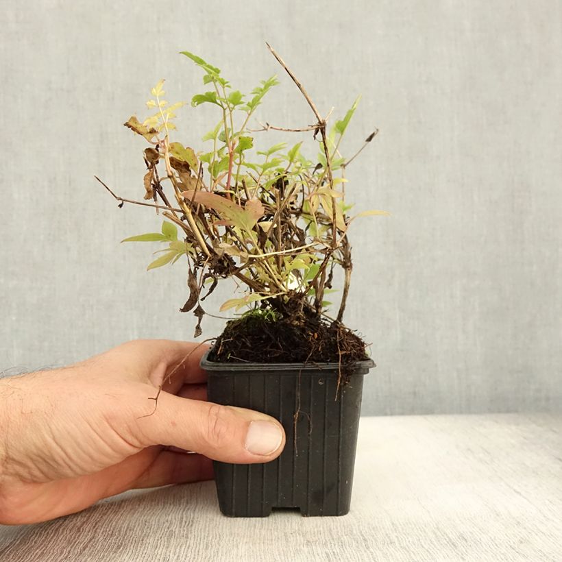 Exemplar von Clematis tibetana subsp. tangutica - Waldrebe Kleine Töpfe von 8/9 cm wie im Herbst geliefert