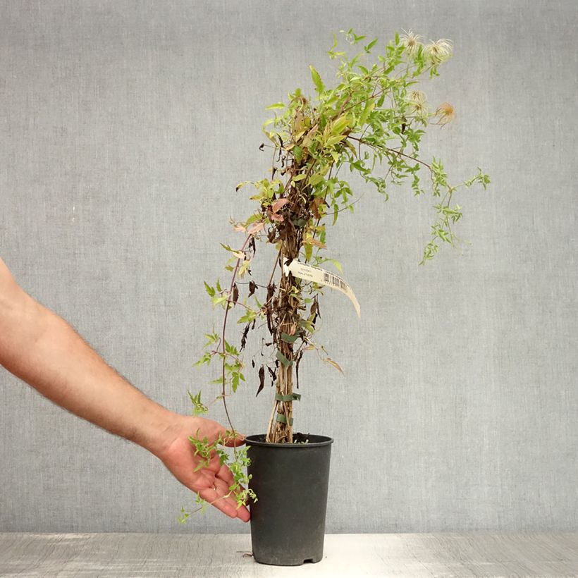 Exemplar von Clematis tibetana subsp. tangutica - Waldrebe Topf mit 1,5L/2L wie im Sommer geliefert