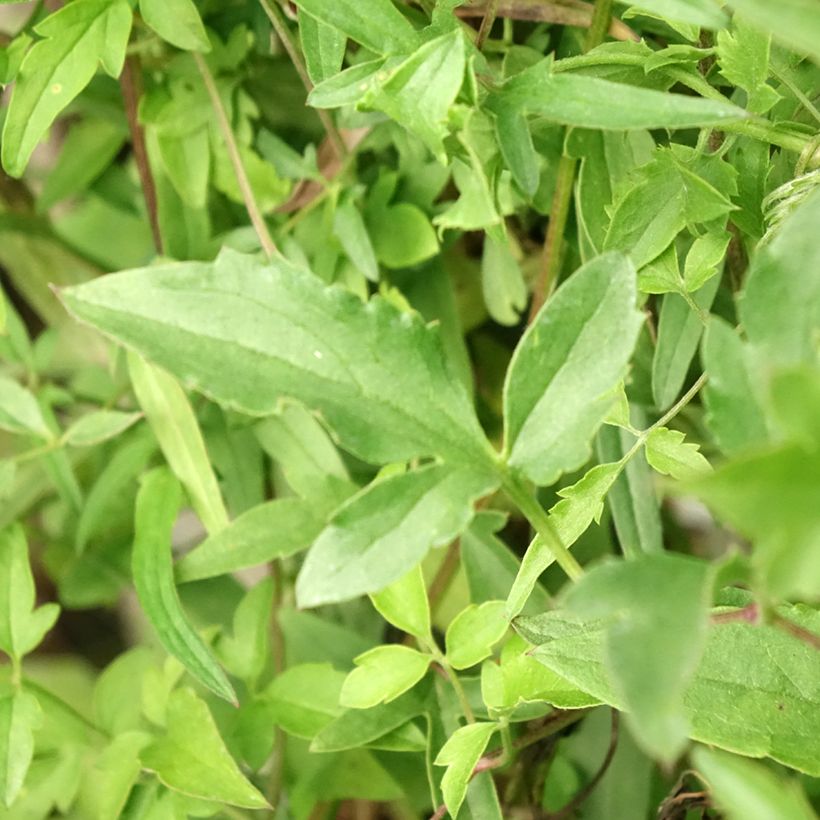 Clematis tibetana subsp. tangutica - Waldrebe (Laub)