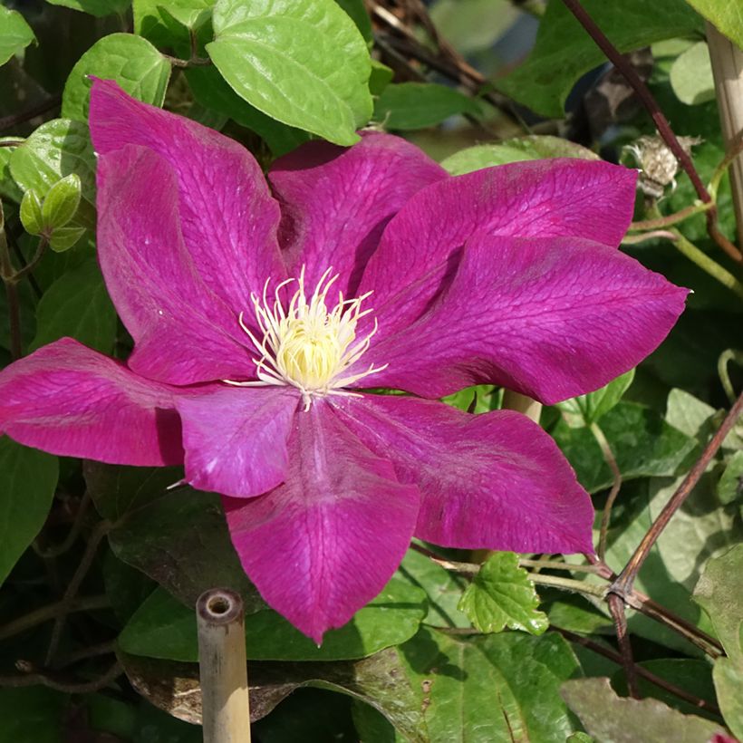 Waldrebe Wildfire - Clematis (Blüte)
