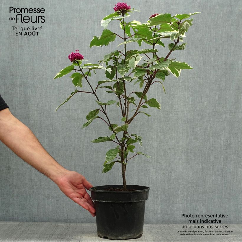 Exemplar von China Losbaum Pink Diamond - Clerodendrum bungei Topf mit 3L/4L wie im Sommer geliefert