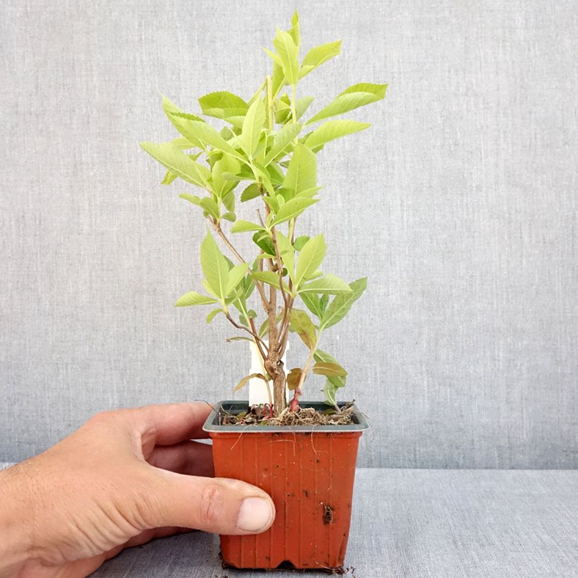 Exemplar von Clethra alnifolia - Scheineller Kleine Töpfe von 8/9 cm wie im Frühjahr geliefert