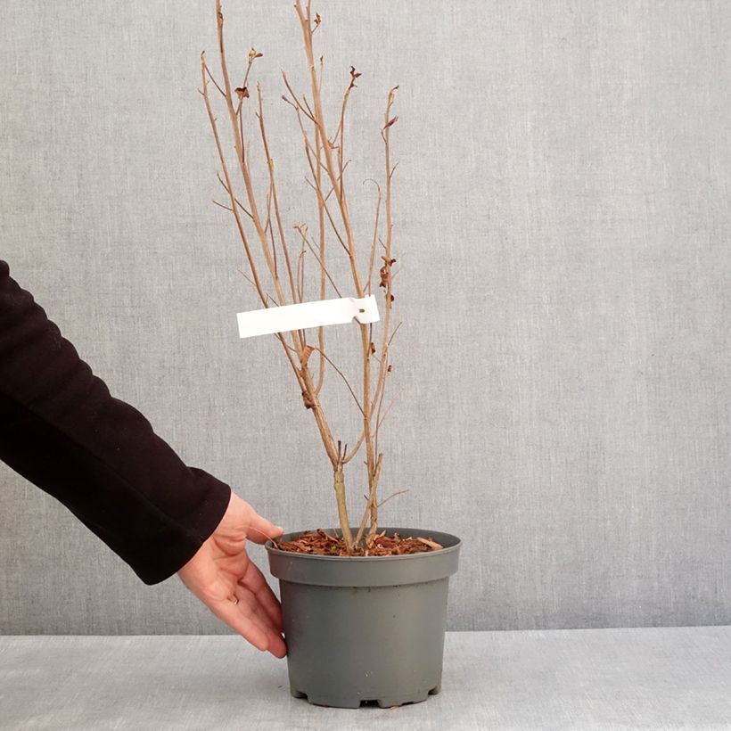 Exemplar von Clethra alnifolia Pink Spire - Scheineller Topf mit 3L/4L wie im Winter geliefert