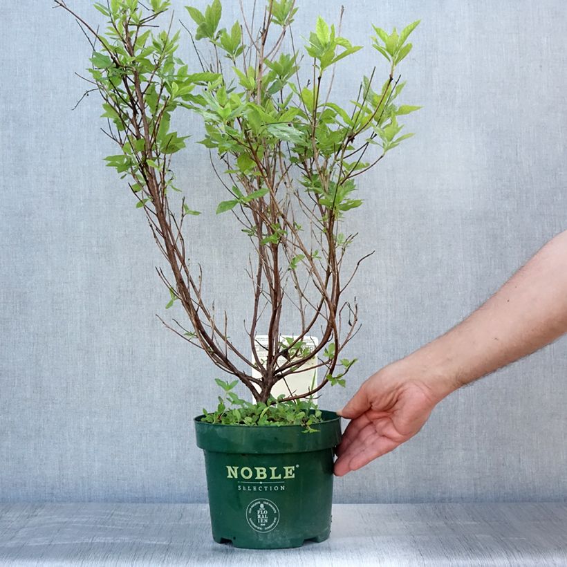 Exemplar von Clethra alnifolia Sixteen Candles - Scheineller Topf mit 2L/3L wie im Sommer geliefert