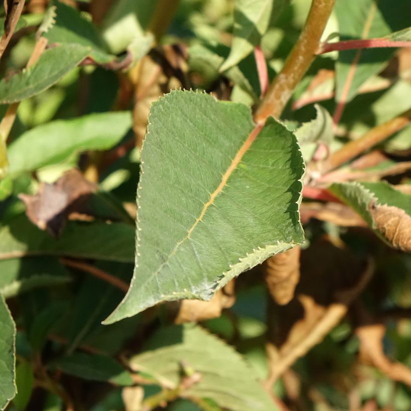 Clethra barbinervis Great Star Minbarb - Scheineller (Laub)
