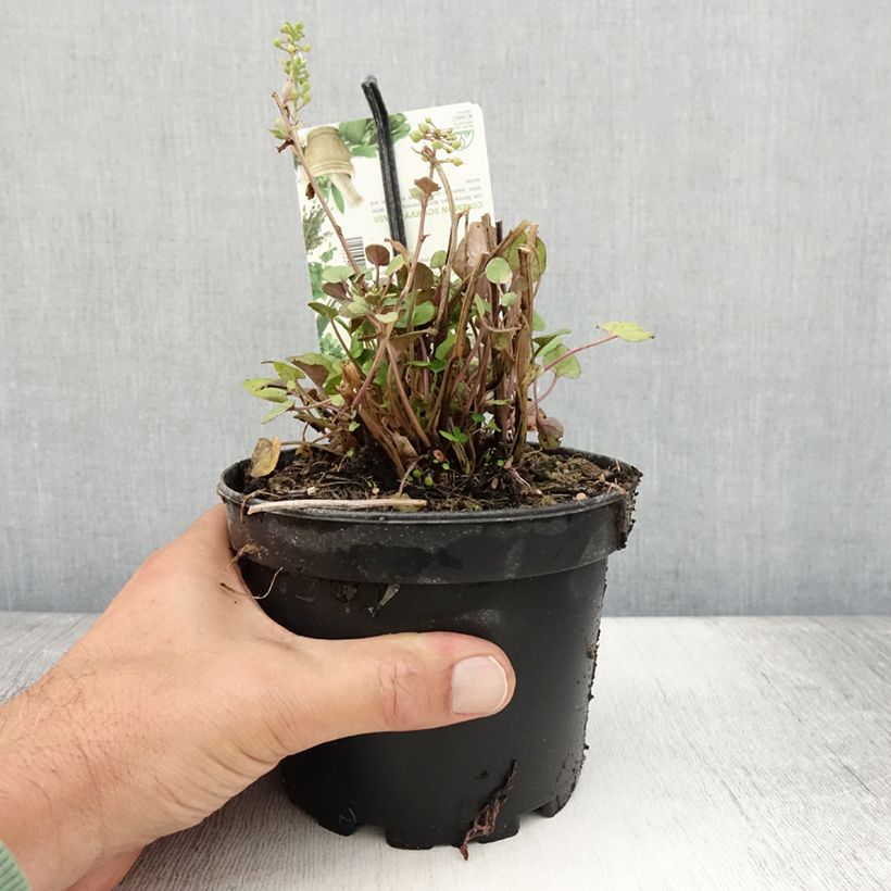 Exemplar von Echtes Löffelkraut - Cochlearia officinalis Topf mit 1,5L/2L wie im Sommer geliefert